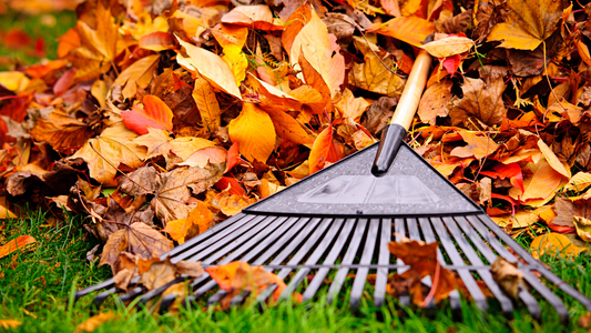 Fall Lawn Care Tips: What to Do Now for a Healthier, Greener Lawn Next Spring
