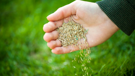 The Complete Guide to Identifying Your Grass Type