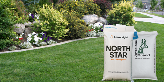 How to Choose the Right Grass Seed for Your Lawn