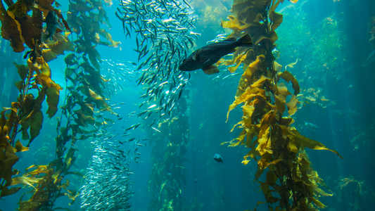 Kelp Lawn Care