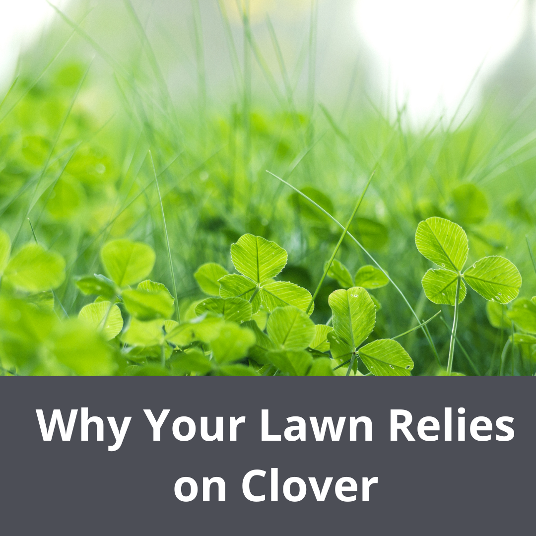 3 Reasons Why Your Lawn Relies on Clover – Lawnbright