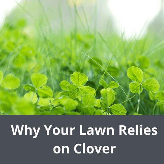 Why your lawn relies on clover