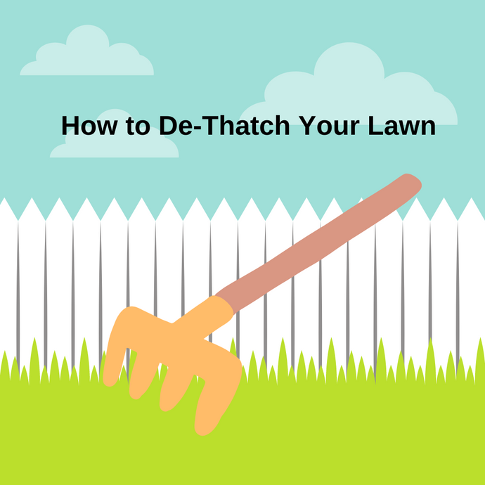 The Most Overlooked Lawncare Practice: Dethatching