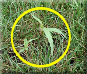How to get rid of Crabgrass in the summer