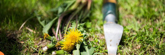 Why You Shouldn't Use Weed Killer in the Summer (And What to Do Instead)