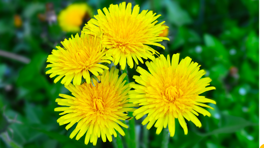 yellow dandelions