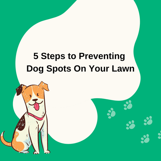 5 Steps to Prevent Dog Spots on Your Lawn