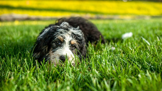 a dog lays on a green lawn