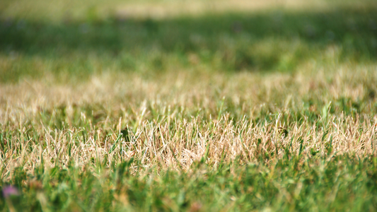 How to Protect Your Lawn from Drought and Heat Stress