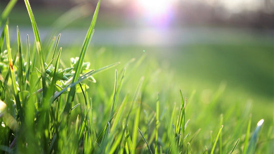 How to Revive Your Lawn After a Summer Heatwave: Natural Tips and Practices