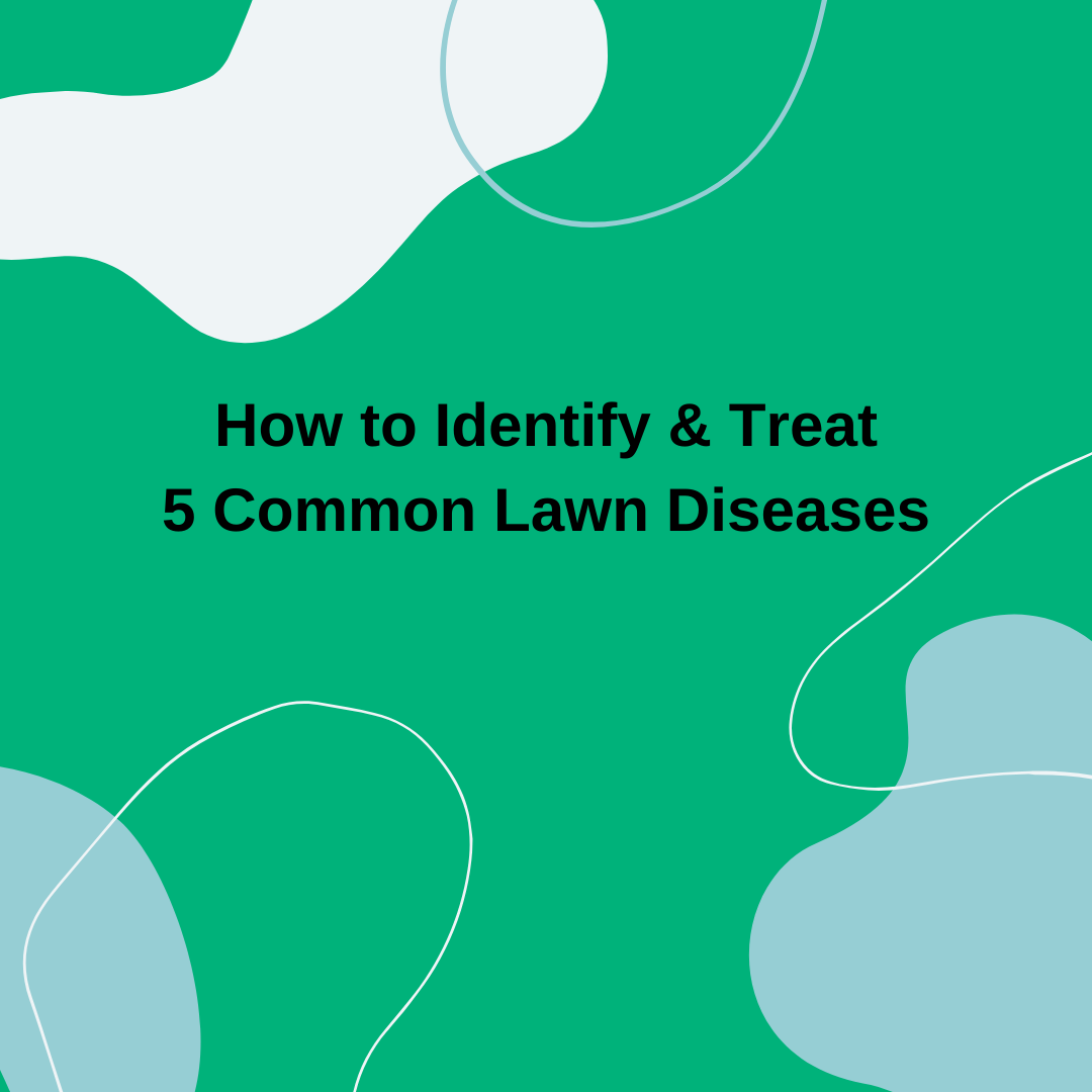 Healthy Lawn Full Website (Copy, 234 selected)