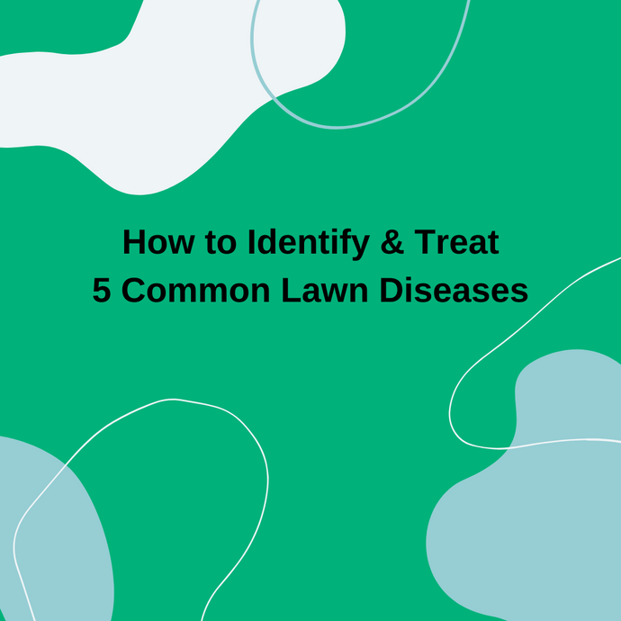 How to Identify and Prevent 5 Common Lawn Diseases