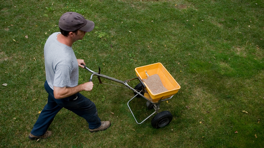 a man walks across a patchy lawn with a spreader