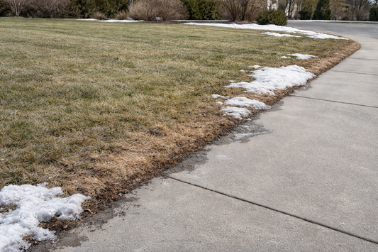 Brown lawn salt damage along driveway edge in early spring.