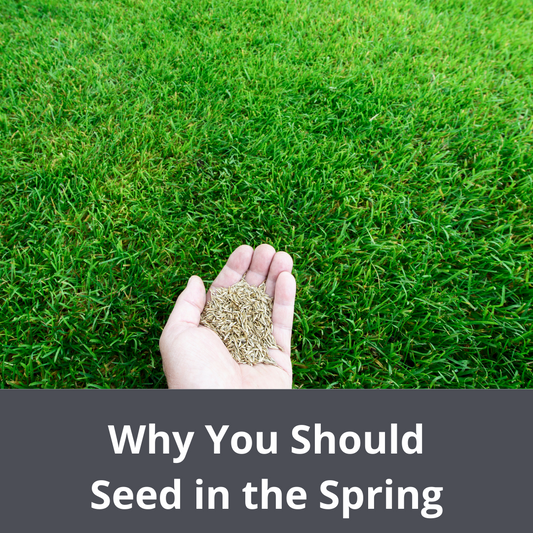Why You Should Seed Your Lawn in the Spring