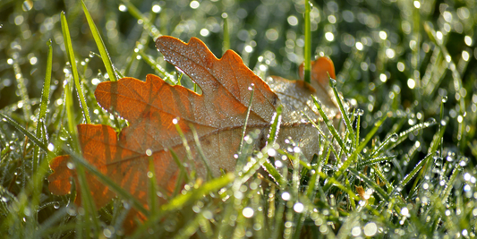 Fall Weed Control for Warm Season Grass: Pre-Emergent Timing