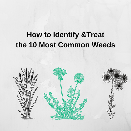 How to identify and treat the 10 most common weeds