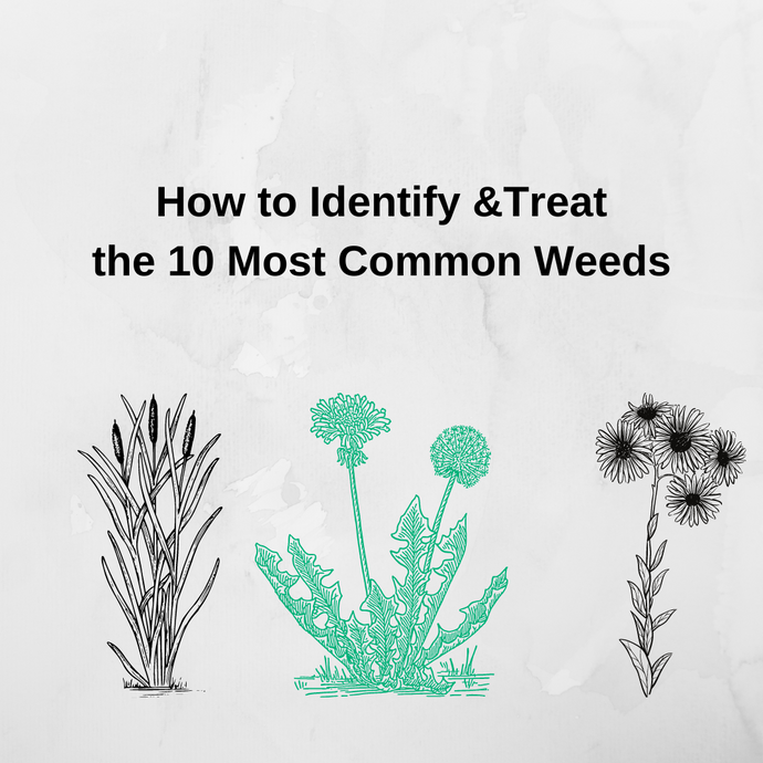 10 Most Common Weeds: How to Identify and Treat Them