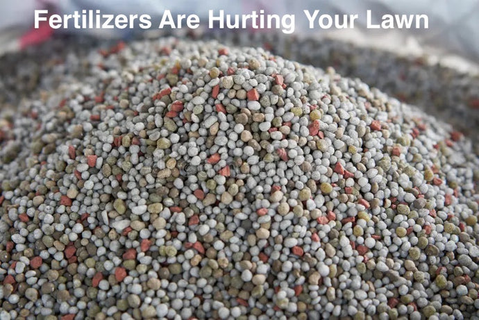 Fertilizers Are Not Helping Your Lawn