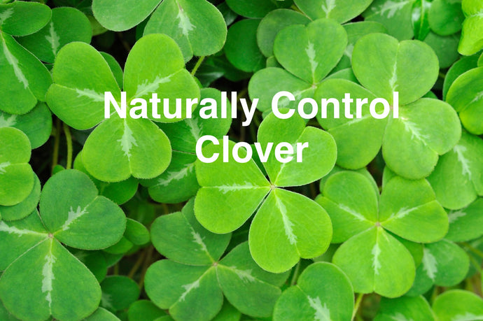 Say Goodbye to Clover Without the Chemicals