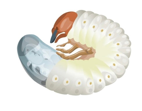 Naturally Strong: How Cedar Oil Helps Control Grubs