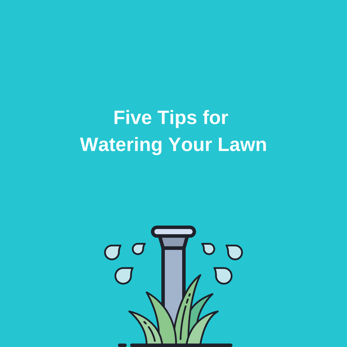 5 Tips for Watering Your Lawn
