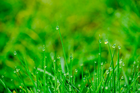 Why Late Summer is the Best Time for Over-Seeding Your Lawn: A Complete Guide