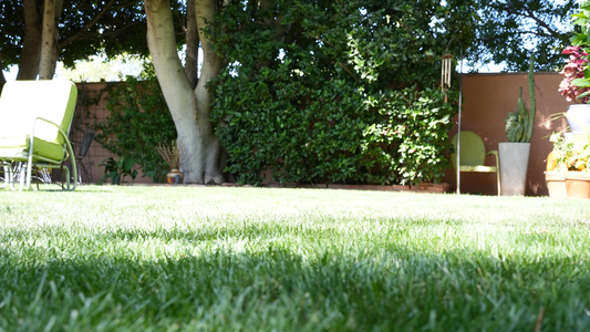 a summer lawn in the sun