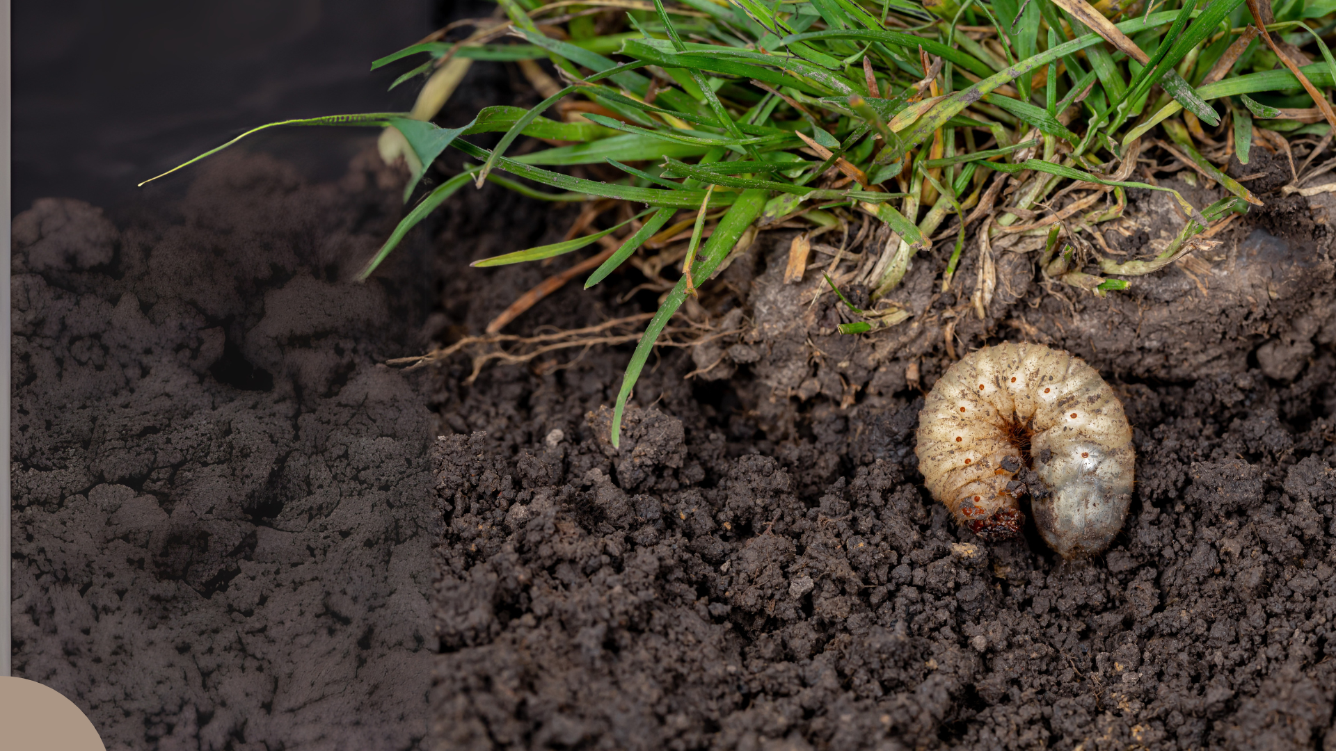 Grub-damaged lawn with brown patches.
