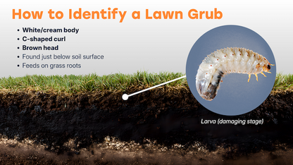 Add Grub Control to Your Plan