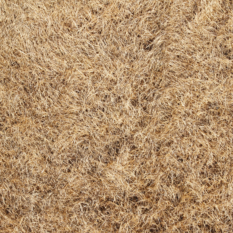 dead grass