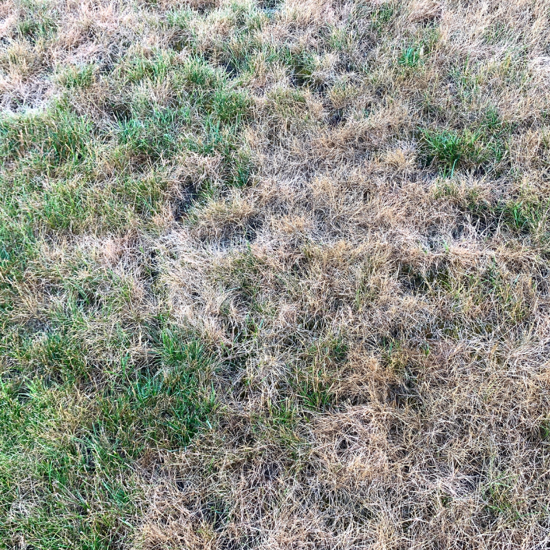 Dormant grass