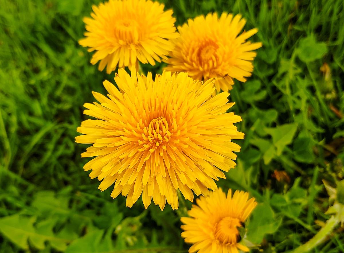 Close-up of bright yellow dandelion flowers on green grass.