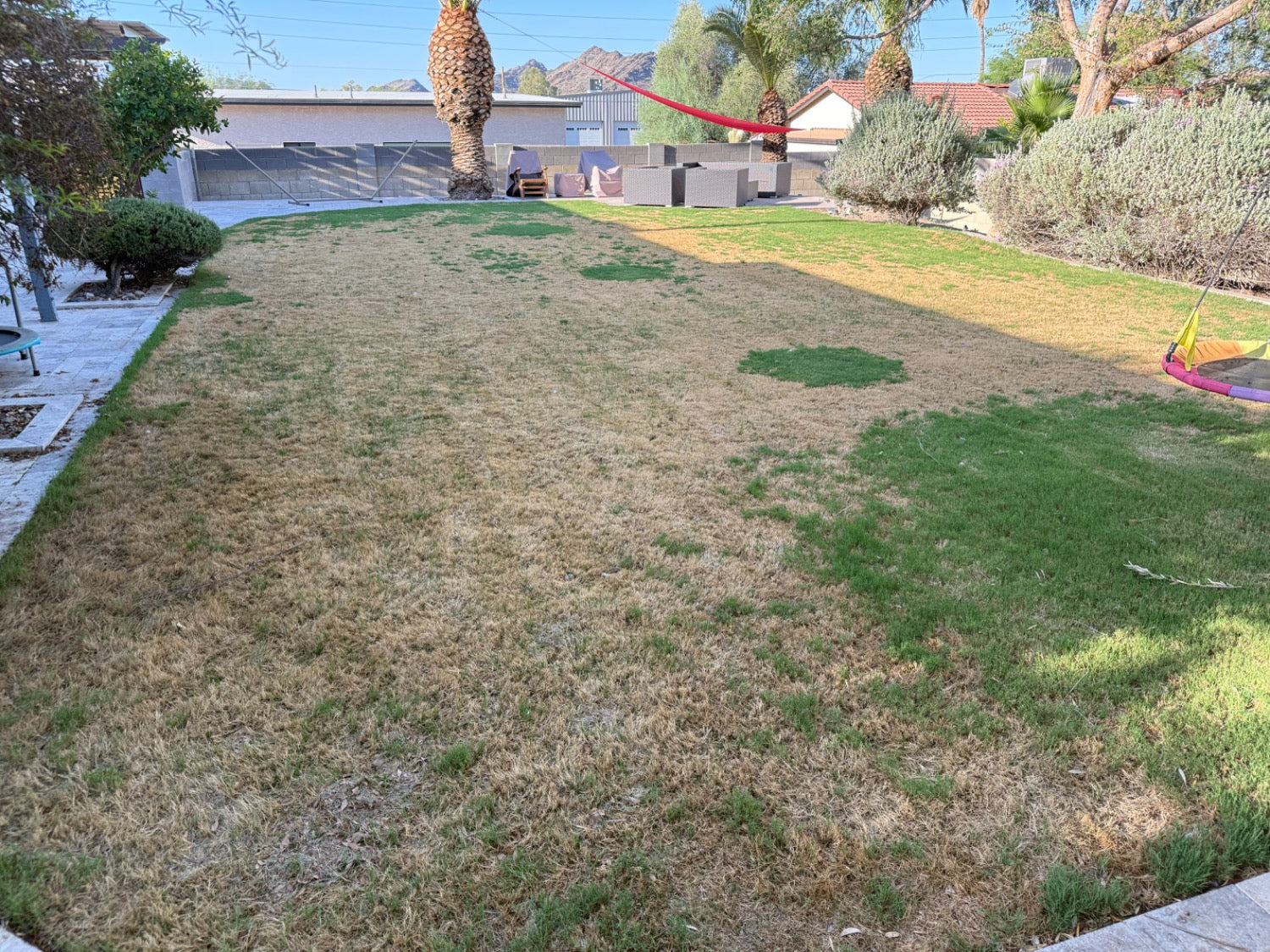 Backyard with dry grass and a hammock in the background