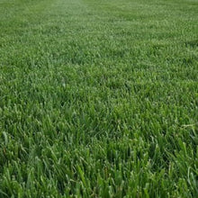 Load image into Gallery viewer, turf type tall fescue
